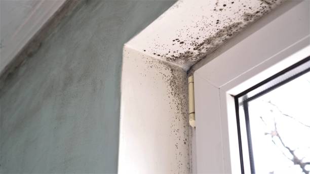 Best HVAC Mold Inspection and Cleaning  in Moulton, AL