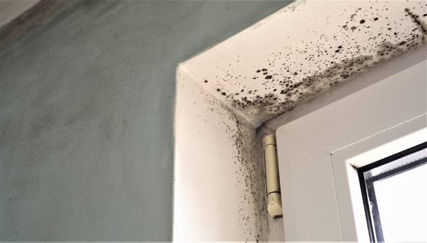 Best Mold Remediation for Healthcare Facilities  in Moulton, AL