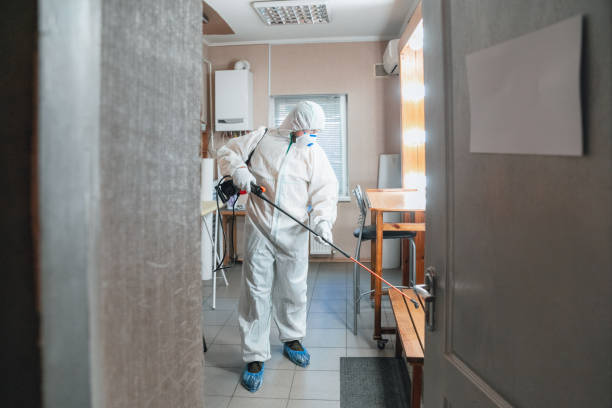 Best Black Mold Removal  in Moulton, AL
