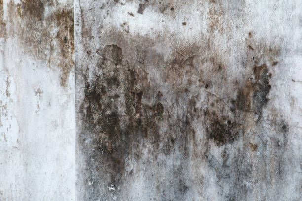 Best Mold Damage Restoration  in Moulton, AL