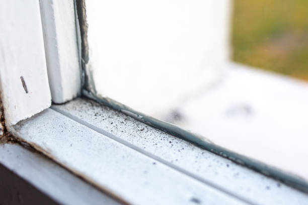  Moulton, AL Mold Removal Pros