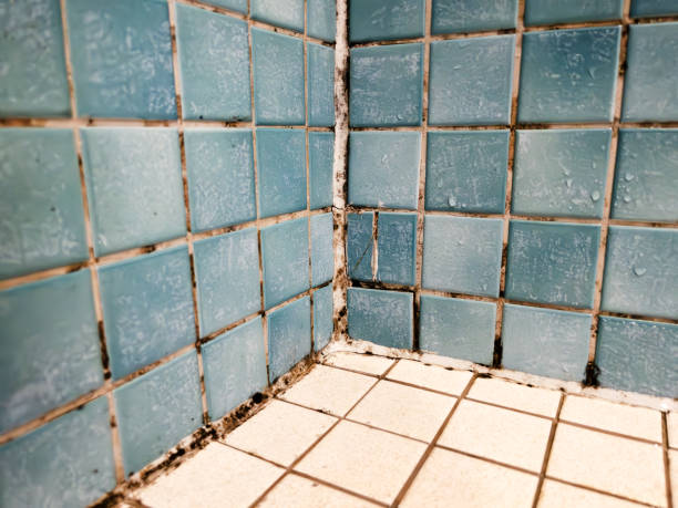 Best Post-Construction Mold Inspection  in Moulton, AL