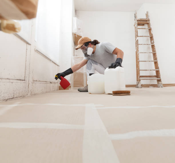 Professional Mold Removal in Moulton, AL