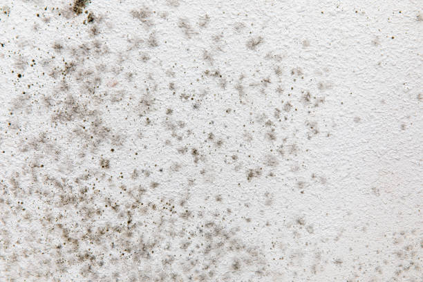Best Mold Prevention Services  in Moulton, AL