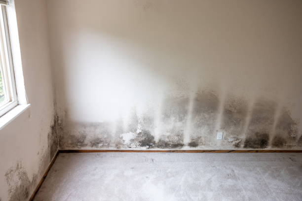 Best Water Damage & Mold Remediation  in Moulton, AL