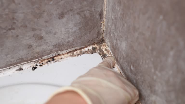 Best Dehumidification Services  in Moulton, AL