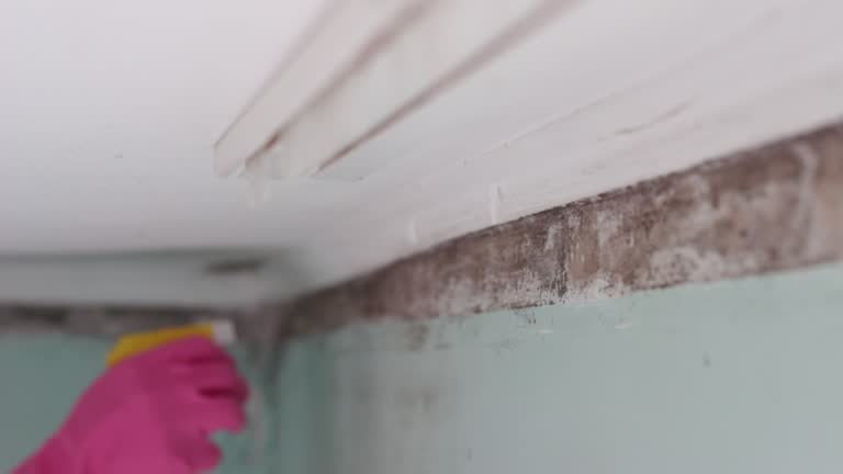 Forensic Mold Investigation in Moulton, AL